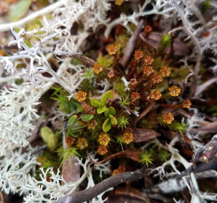 Plant and lichen community growing in a peat bog. As Sphagnum mosses decompose, they form layers of peat which can be many meters deep. CC Lab, 2019.